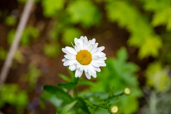 Fényes Nyári Virág Virágzott Botanikai Üvegházban — Stock Fotó