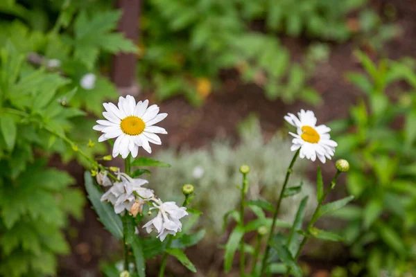 Fényes Nyári Virág Virágzott Botanikai Üvegházban — Stock Fotó
