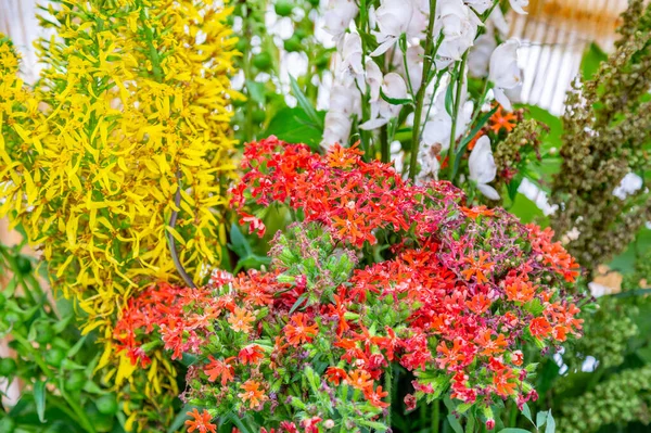 Ljusa Sommarblommor Blommade Ett Botaniskt Växthus — Stockfoto