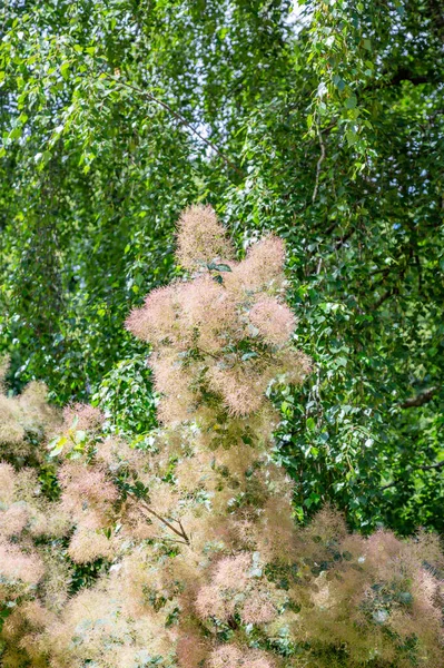 Cotinus Coggygria Família Anacardiaceae Planta Silvestre Lenhosa — Fotografia de Stock