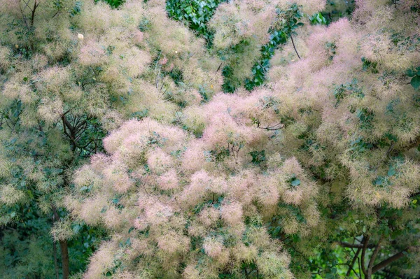 Cotinus Coggygria Família Anacardiaceae Planta Silvestre Lenhosa — Fotografia de Stock