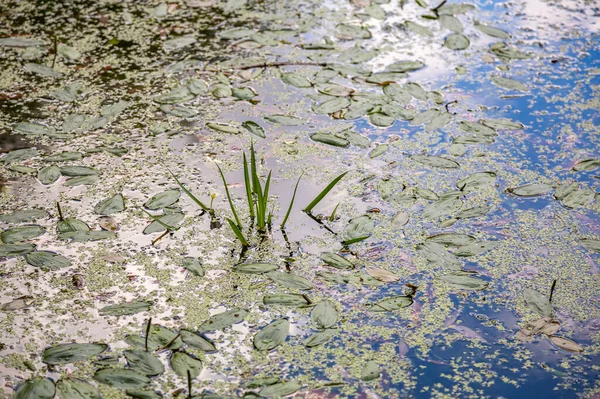 Verlassener Wildteich Mit Schlamm Mitten Stadtpark — Stockfoto