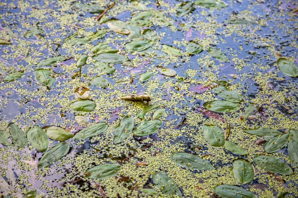 Verlaten Wilde Vijver Met Modder Midden Het Stadspark — Stockfoto