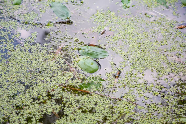 버려진 연못과 가운데있는 — 스톡 사진