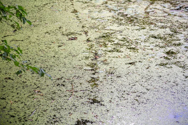 버려진 연못과 가운데있는 — 스톡 사진