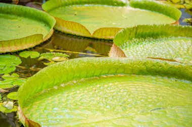 Su yüzeyindeki dev yeşil Victoria Amazonica. Nymphaeaceae ailesinin büyük tropikal bitkisi.