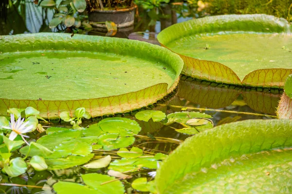 Yüzeyindeki Dev Yeşil Victoria Amazonica Nymphaeaceae Ailesinin Büyük Tropikal Bitkisi — Stok fotoğraf