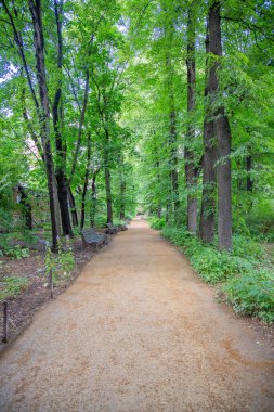 Yayaların yaz aylarında modern yeşil şehir parkında yürümeleri için bir yol.