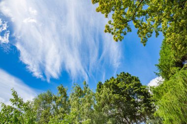 Gökyüzünde desenli bulutlar ve gündüzleri yeşil ağaçların dalları.