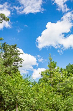 Gökyüzünde desenli bulutlar ve gündüzleri yeşil ağaçların dalları.
