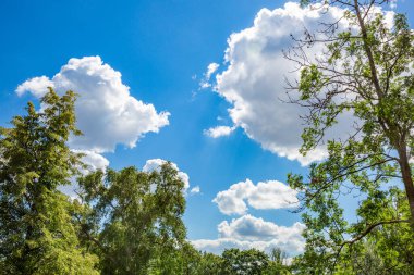 Gökyüzünde desenli bulutlar ve gündüzleri yeşil ağaçların dalları.
