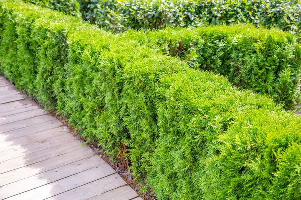 Esempio Rifilatura Cespuglio Decorativo Verde Con Giardino Paesaggistico — Foto Stock
