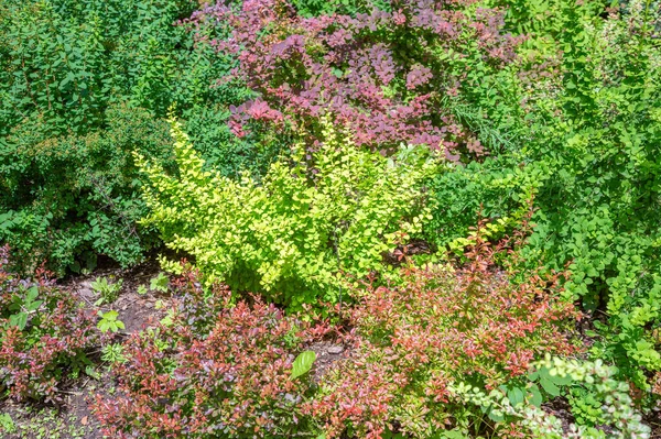 Яскраво Зелений Кущ Красивим Листям Виростає Літньому Парку — стокове фото