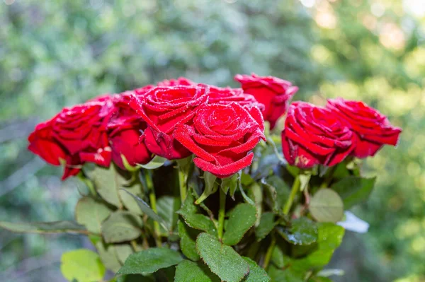 Natuurlijk Boeket Van Verse Rode Rozen Voor Een Verjaardag Jubileum — Stockfoto