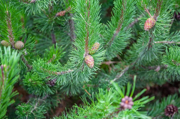 Pequeño Cono Abeto Pino Árbol Coníferas Una Rama Espinosa Verde — Foto de Stock