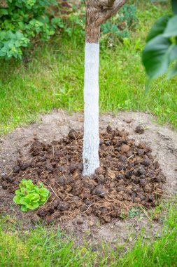 Yaz bahçesinde gün boyunca büyüyen minyatür yeşil ağaç