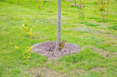 Yaz bahçesinde gün boyunca büyüyen minyatür yeşil ağaç