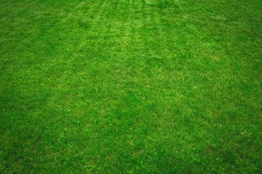 Parlak yeşil yemyeşil çimlerle süslenmiş çimenler.