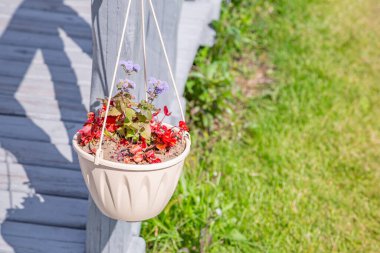 Güneşli bir yaz gününde bahçede asılı duran saksıda çiçek.