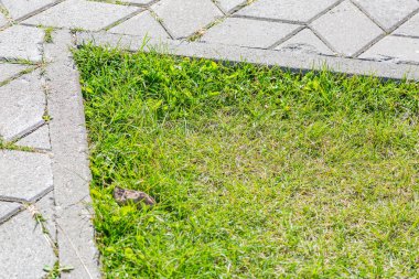 Parlak taze çimenleri ve gri kaldırım levhaları olan yeşil çimenler.