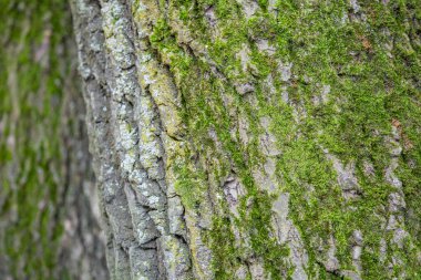 Devamlı yaprak döken ağacın kabuğunun dokulu yüzeyi.
