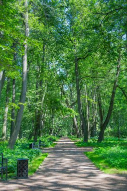 Yayaların yaz aylarında modern yeşil şehir parkında yürümeleri için bir yol.