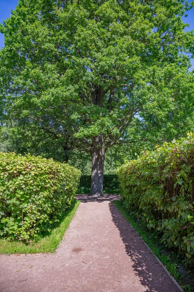 Chemin Pour Les Piétons Marcher Dans Parc Urbain Moderne Verdoyant — Photo