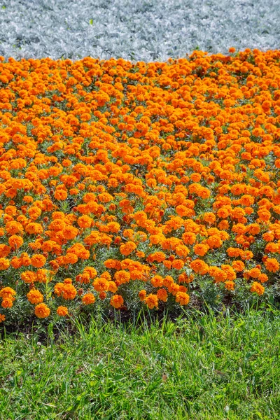 夏の晴れた日に鮮橙色の花を咲かせます — ストック写真