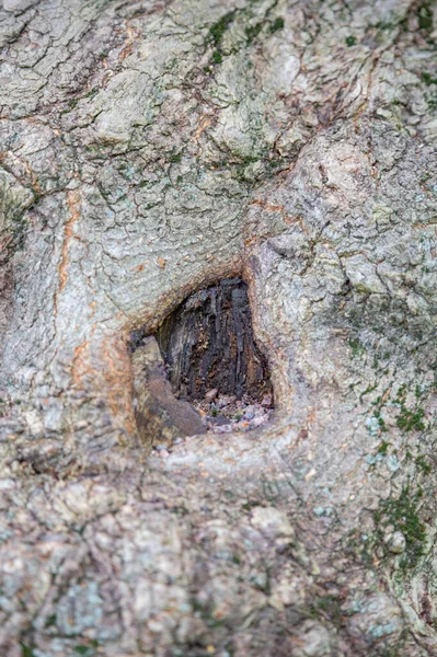 Die Strukturierte Oberfläche Der Rinde Des Alten Mehrjährigen Laubbaumes — Stockfoto