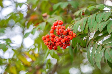 Ekim ayında, dağ küllerinin parlak sonbahar meyveleriyle dolu bir dal.