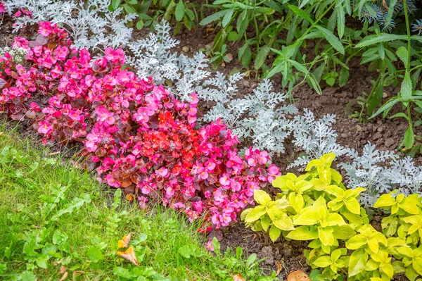 Flor Verão Brilhante Floresceu Uma Estufa Botânica — Fotografia de Stock