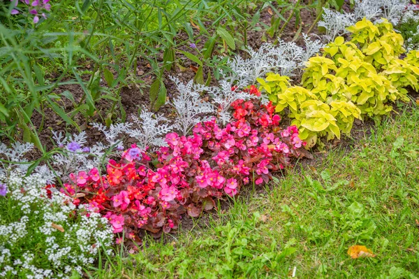 Helle Sommerblume Blühte Einem Botanischen Gewächshaus — Stockfoto