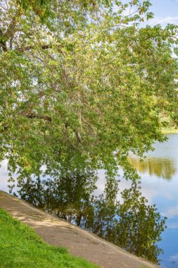Sığ nehir ve gündüz vakti yeşil yaz kıyıları