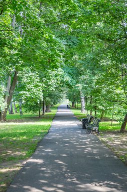 Yaz kenti parkının yürüyüş alanında yeşil çimenler.