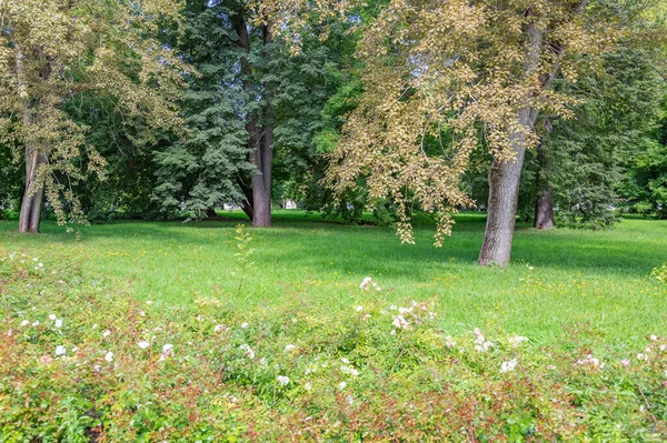 Grünes Gras Gehbereich Des Sommerlichen Stadtparks — Stockfoto