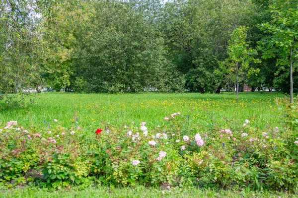 Herbe Verte Dans Zone Marche Parc Ville Été — Photo