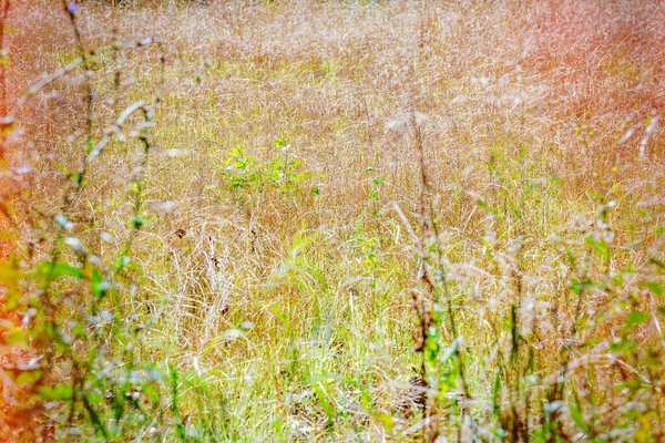 农村荒地里晒黑的黄草 — 图库照片