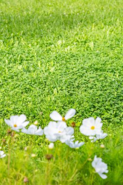 Yaz parkında yemyeşil çimenler.