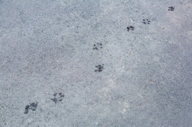 Islak yetişkin köpek ayak izleriyle desenli asfalt yüzey.