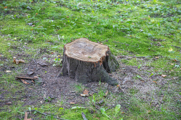 Huge wooden stump of deciduous tree on a summer day