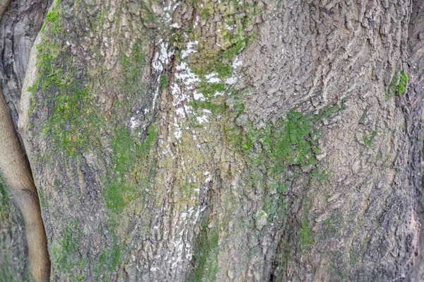 Superfície Texturizada Casca Velha Árvore Caduca Perene — Fotografia de Stock