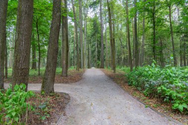 Yayaların yaz aylarında modern yeşil şehir parkında yürümeleri için bir yol.