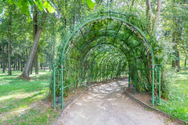 Yaz bahçesindeki uzun taraçanın çatısı büyüyen yeşil üzümlerle kaplıdır.