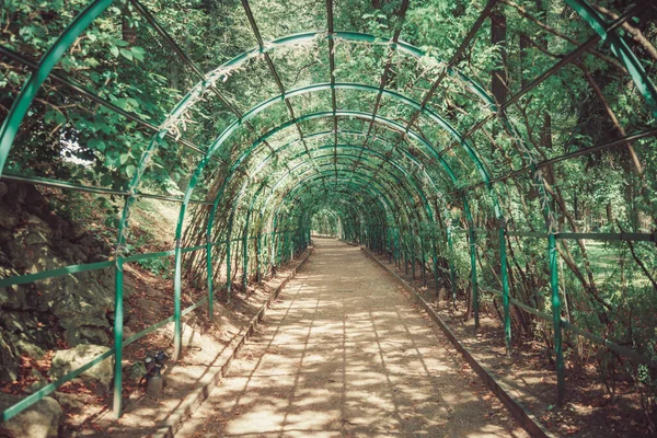 Toit Long Belvédère Dans Jardin Été Est Couvert Raisins Verts — Photo