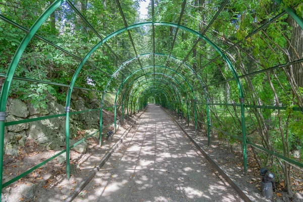 Toit Long Belvédère Dans Jardin Été Est Couvert Raisins Verts — Photo