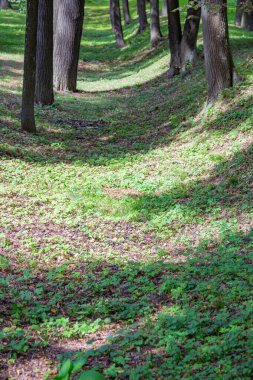 Halk parkındaki yaz yeşillikleri arasında daimi ağaçlar