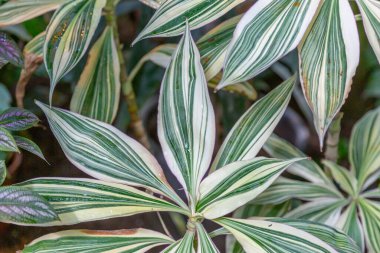 Seradaki egzotik bir bitkinin kalın, sulu yaprağına yakın.