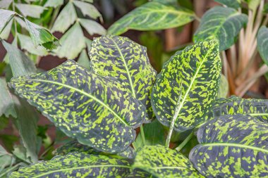 Seradaki egzotik bir bitkinin kalın, sulu yaprağına yakın.