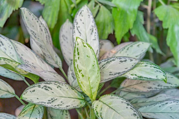 Dekat Dengan Daun Juicy Tebal Dari Tanaman Eksotis Rumah Kaca — Stok Foto