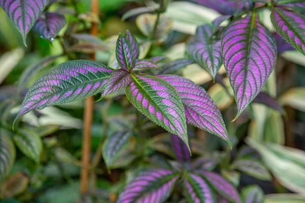 Dicht Bij Een Dik Sappig Blad Van Een Exotische Plant — Stockfoto